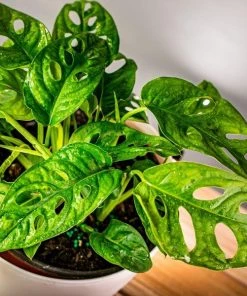 Garden Goods Direct Monstera Adansonii House Plants