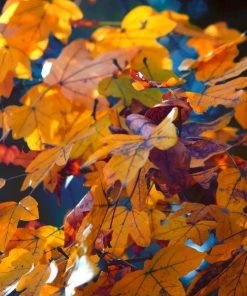 Garden Goods Direct American Sycamore Tree 7 Garden Goods Direct American Sycamore Tree