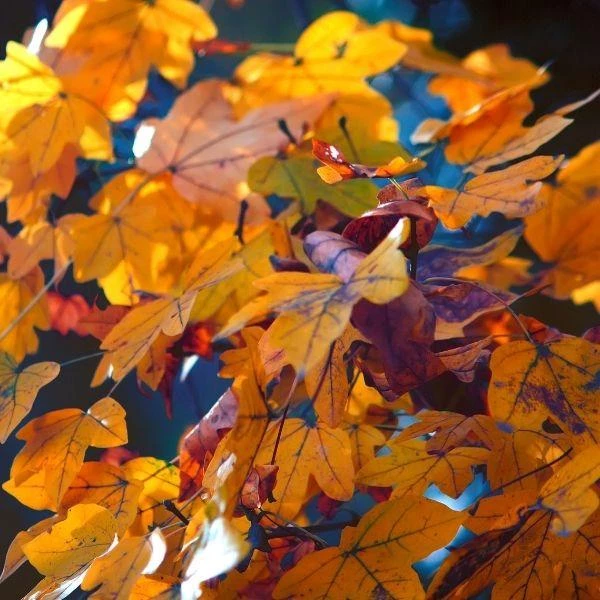 Garden Goods Direct American Sycamore Tree 4 Garden Goods Direct American Sycamore Tree