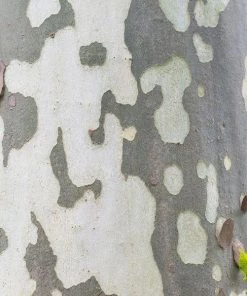 Garden Goods Direct American Sycamore Tree 6 Garden Goods Direct American Sycamore Tree