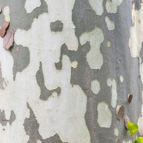 Garden Goods Direct American Sycamore Tree 3 Garden Goods Direct American Sycamore Tree