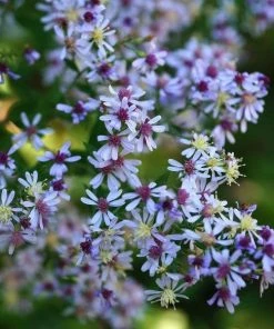 Garden Goods Direct Aster Woods Blue Perennials