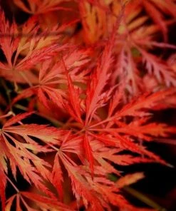 Garden Goods Direct Tamukeyama Japanese Maple