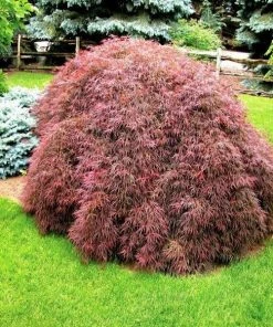 Garden Goods Direct Tamukeyama Japanese Maple