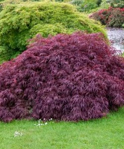 Garden Goods Direct Tamukeyama Japanese Maple