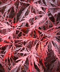 Garden Goods Direct Tamukeyama Japanese Maple