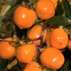 Garden Goods Direct Tanenashi Persimmon Tree Fruit & Nut