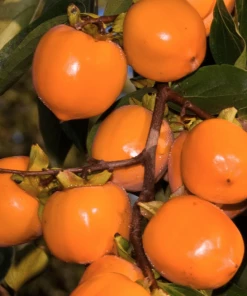 Garden Goods Direct Tanenashi Persimmon Tree Fruit & Nut