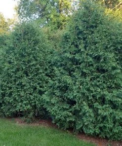 Garden Goods Direct Thuja Nigra Arborvitae Trees
