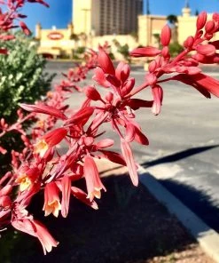 Garden Goods Direct Red Yucca Shrubs 7 Garden Goods Direct Red Yucca Shrubs