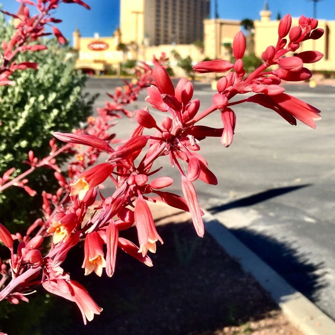 Garden Goods Direct Red Yucca Shrubs 4 Garden Goods Direct Red Yucca Shrubs