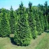 Garden Goods Direct Trees Thuja Green Giant Arborvitae