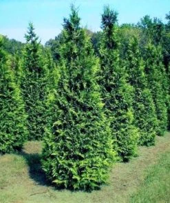 Garden Goods Direct Trees Thuja Green Giant Arborvitae