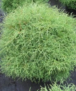 Garden Goods Direct Mr. Bowling Ball Arborvitae