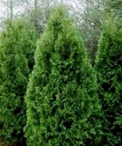 Garden Goods Direct Thuja Nigra Arborvitae Trees