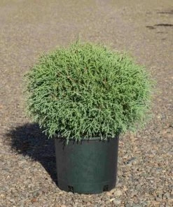 Garden Goods Direct Mr. Bowling Ball Arborvitae