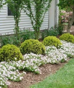 Garden Goods Direct Proven Winners® Color Choice® Anna's Magic Ball® Arborvitae Shrubs