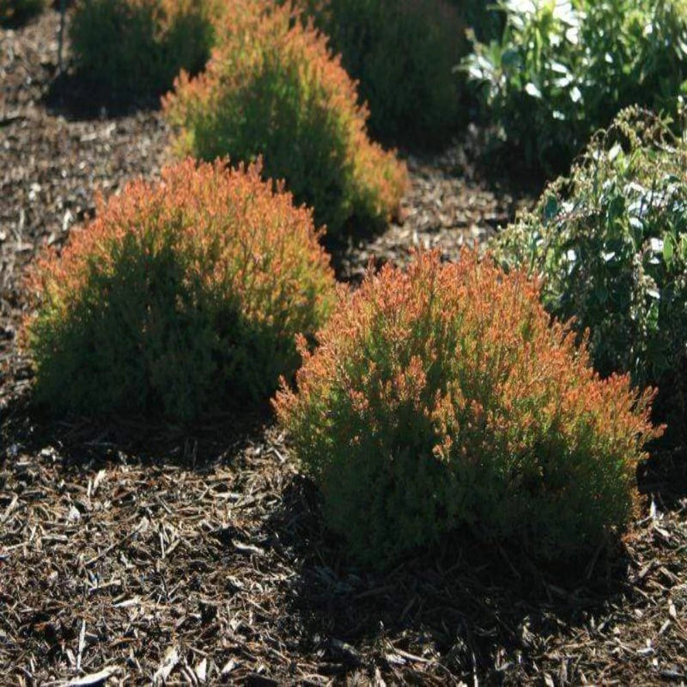 Garden Goods Direct Fire Chief™ Thuja 4 Garden Goods Direct Fire Chief™ Thuja