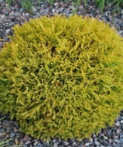 Garden Goods Direct Shrubs Rheingold Arborvitae