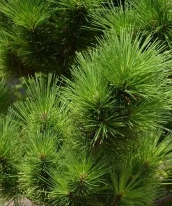 Garden Goods Direct Thunderhead Pine 6 Garden Goods Direct Thunderhead Pine