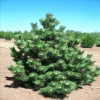 Garden Goods Direct Thunderhead Pine