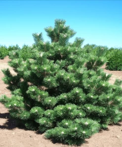 Garden Goods Direct Thunderhead Pine