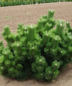 Garden Goods Direct Thunderhead Pine