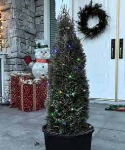 Garden Goods Direct Trees Emerald Petite Arborvitae