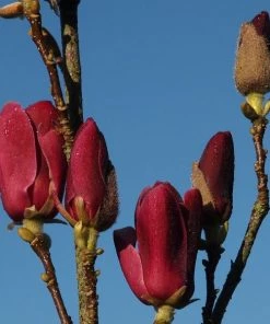 Garden Goods Direct Magnolia Tinker Belle