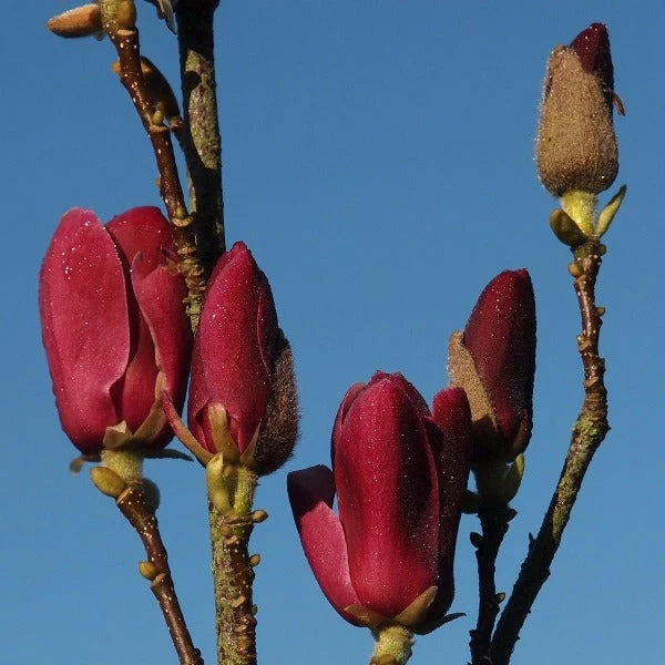 Garden Goods Direct Magnolia Tinker Belle 2 Garden Goods Direct Magnolia Tinker Belle