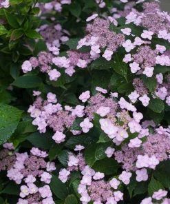 Garden Goods Direct Shrubs Proven Winners® Color Choice® Tiny Tuff Stuff™ Hydrangea