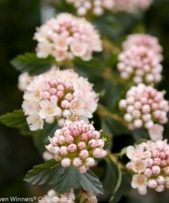 Garden Goods Direct Shrubs Proven Winners® Color Choice® Tiny Wine® Ninebark