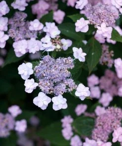 Garden Goods Direct Shrubs Proven Winners® Color Choice® Tiny Tuff Stuff™ Hydrangea