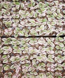 Garden Goods Direct Tradescantia Nanouk House Plants