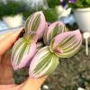 Garden Goods Direct Tradescantia Nanouk House Plants