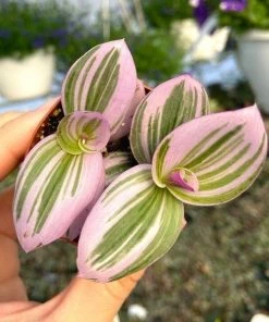 Garden Goods Direct Tradescantia Nanouk House Plants