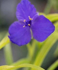 Garden Goods Direct Sweet Kate Spiderwort Perennials