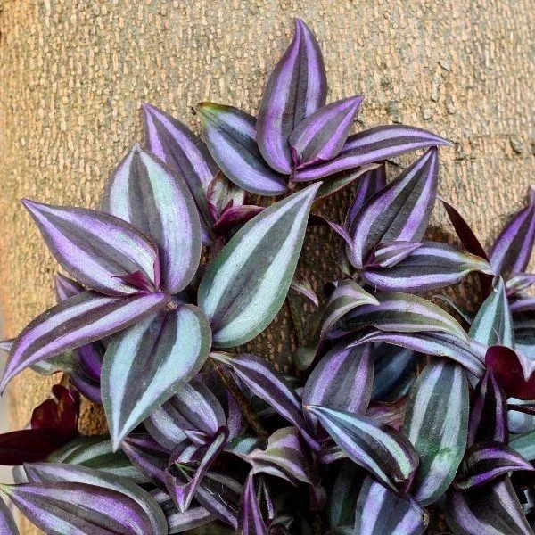Garden Goods Direct Wandering Jew Plant House Plants 1 Garden Goods Direct Wandering Jew Plant House Plants