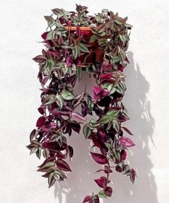 Garden Goods Direct Wandering Jew Plant House Plants