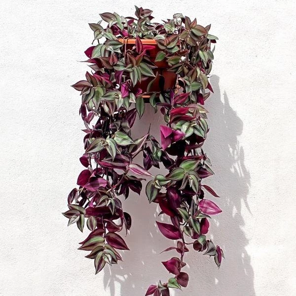 Garden Goods Direct Wandering Jew Plant House Plants 2 Garden Goods Direct Wandering Jew Plant House Plants