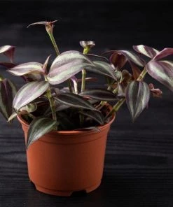 Garden Goods Direct Wandering Jew Plant House Plants 6 Garden Goods Direct Wandering Jew Plant House Plants