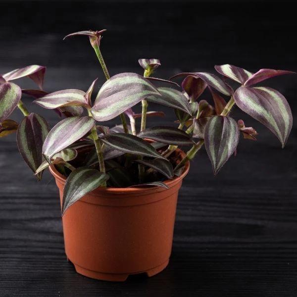Garden Goods Direct Wandering Jew Plant House Plants 3 Garden Goods Direct Wandering Jew Plant House Plants