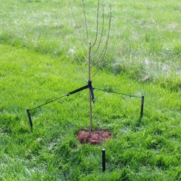 Garden Goods Direct Tree Staking Kit By DeWitt Tools 2 Garden Goods Direct Tree Staking Kit By DeWitt Tools