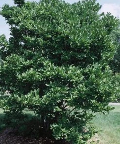 Garden Goods Direct Royal Star Magnolia 11 Garden Goods Direct Royal Star Magnolia