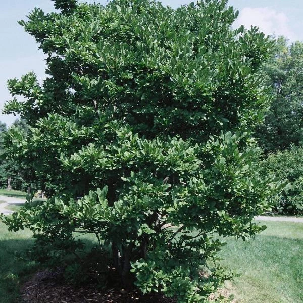 Garden Goods Direct Royal Star Magnolia 6 Garden Goods Direct Royal Star Magnolia