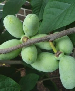 Garden Goods Direct Paw Paw Tree Trees