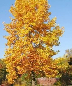 Garden Goods Direct Tulip Poplar Trees
