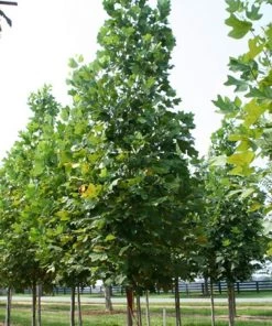 Garden Goods Direct Tulip Poplar Trees
