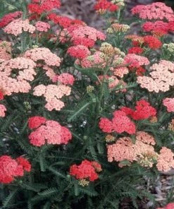 Garden Goods Direct Achillea Apricot Delight