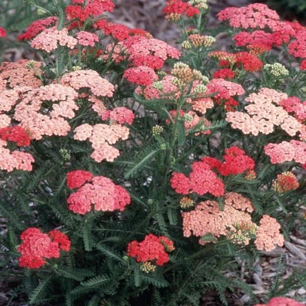 Garden Goods Direct Achillea Apricot Delight 2 Garden Goods Direct Achillea Apricot Delight